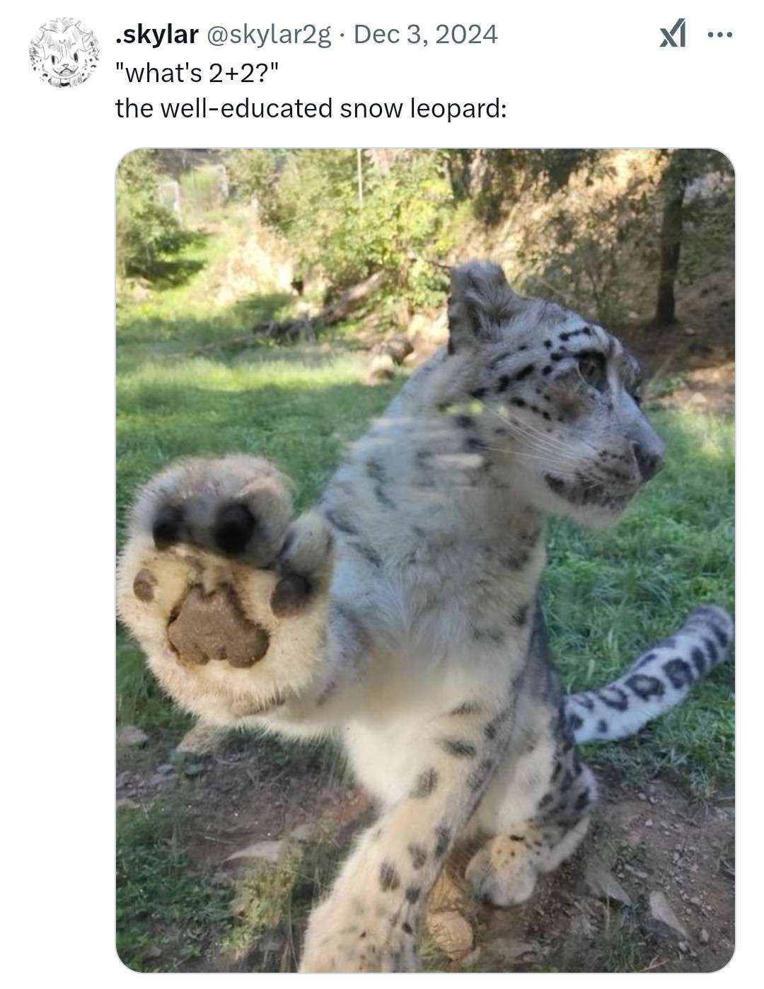 What's 2+2 the well-educated snow leopard
