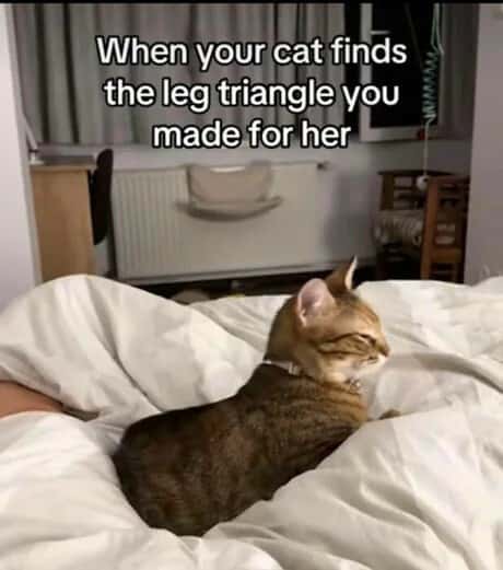 When your cat finds the leg triangle you made for her.