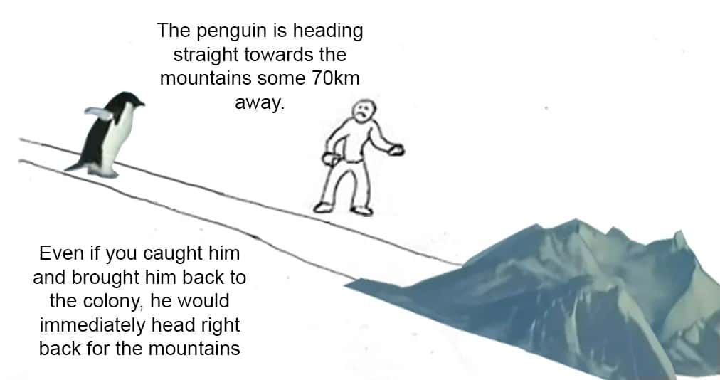 The penguin is heading straight towards the mountains some 70km away. / Even if you caught him and brought him back to the colony, he would immediately head right back for the mountains