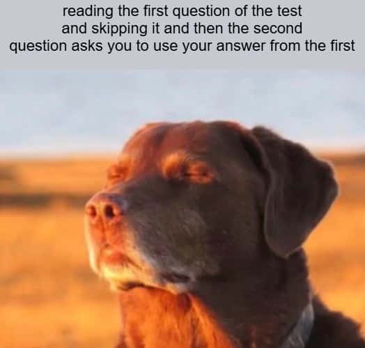 Dog accepting fate meme skipped first test question stuck on next Dog accepting fate meme skipped first test question stuck on next