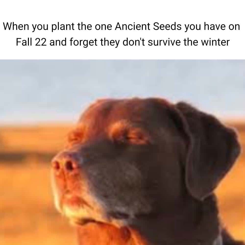 Dog accepting fate meme planted ancient seeds that die in winter Dog accepting fate meme planted ancient seeds that die in winter