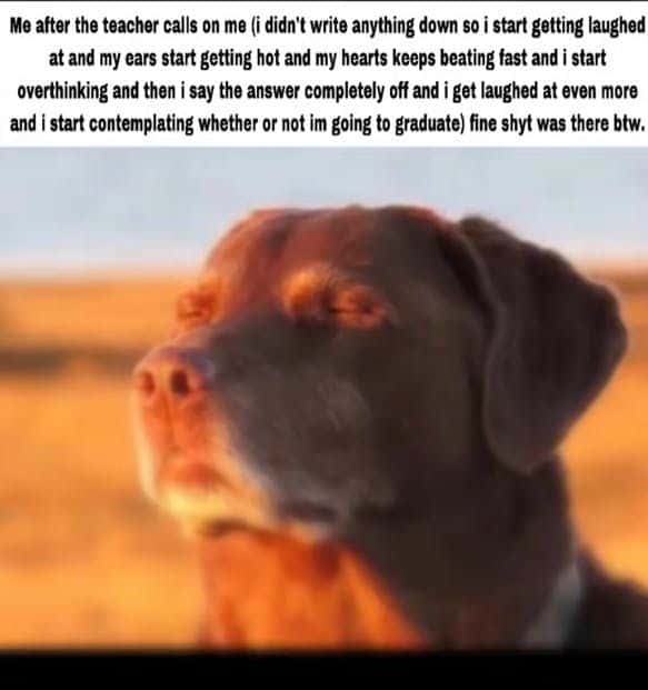 Dog accepting fate meme panicking when teacher calls on me Dog accepting fate meme panicking when teacher calls on me