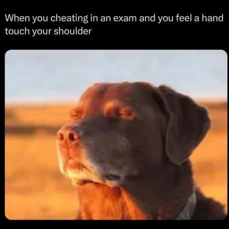Dog accepting fate meme caught cheating in exam Dog accepting fate meme caught cheating in exam