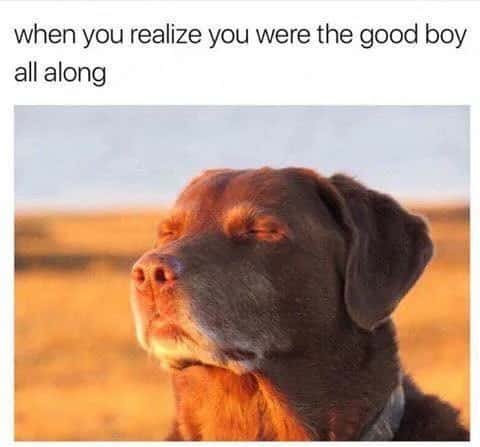 Dog accepting fate meme realizing you are the good boy all along Dog accepting fate meme realizing you are the good boy all along