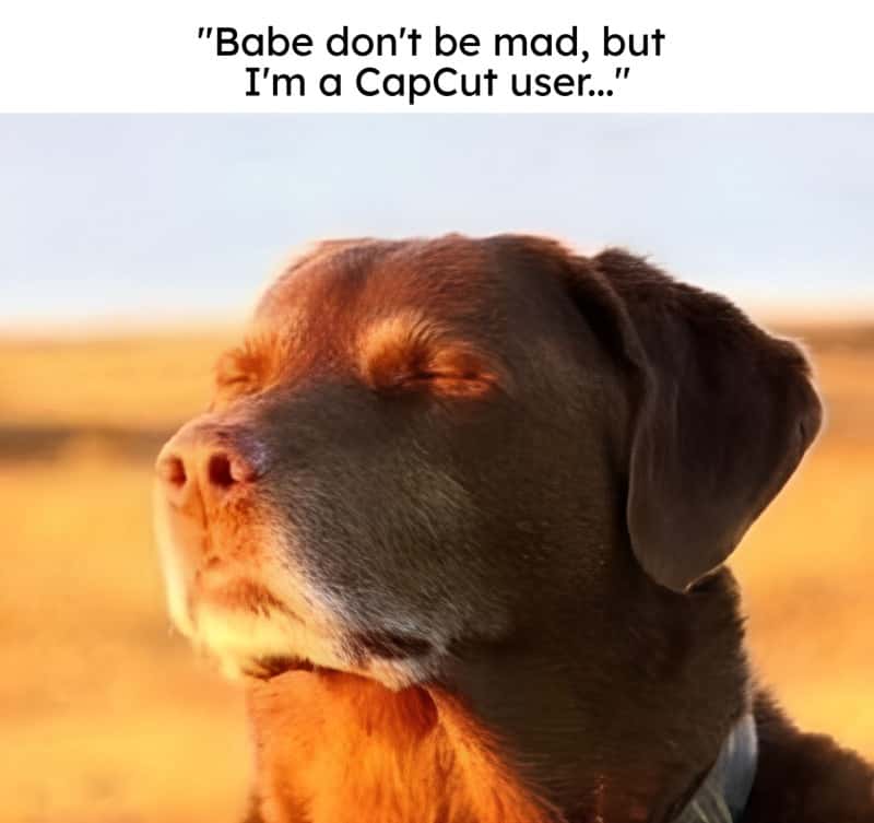 Dog accepting fate meme telling babe he uses capcut Dog accepting fate meme telling babe he uses capcut