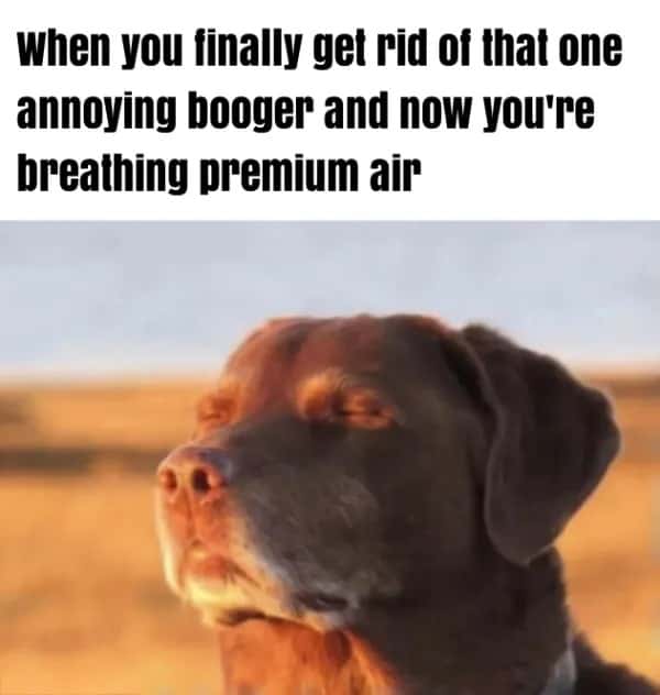 Dog accepting fate meme breathing premium air after getting rid of annoying booger Dog accepting fate meme breathing premium air after getting rid of annoying booger