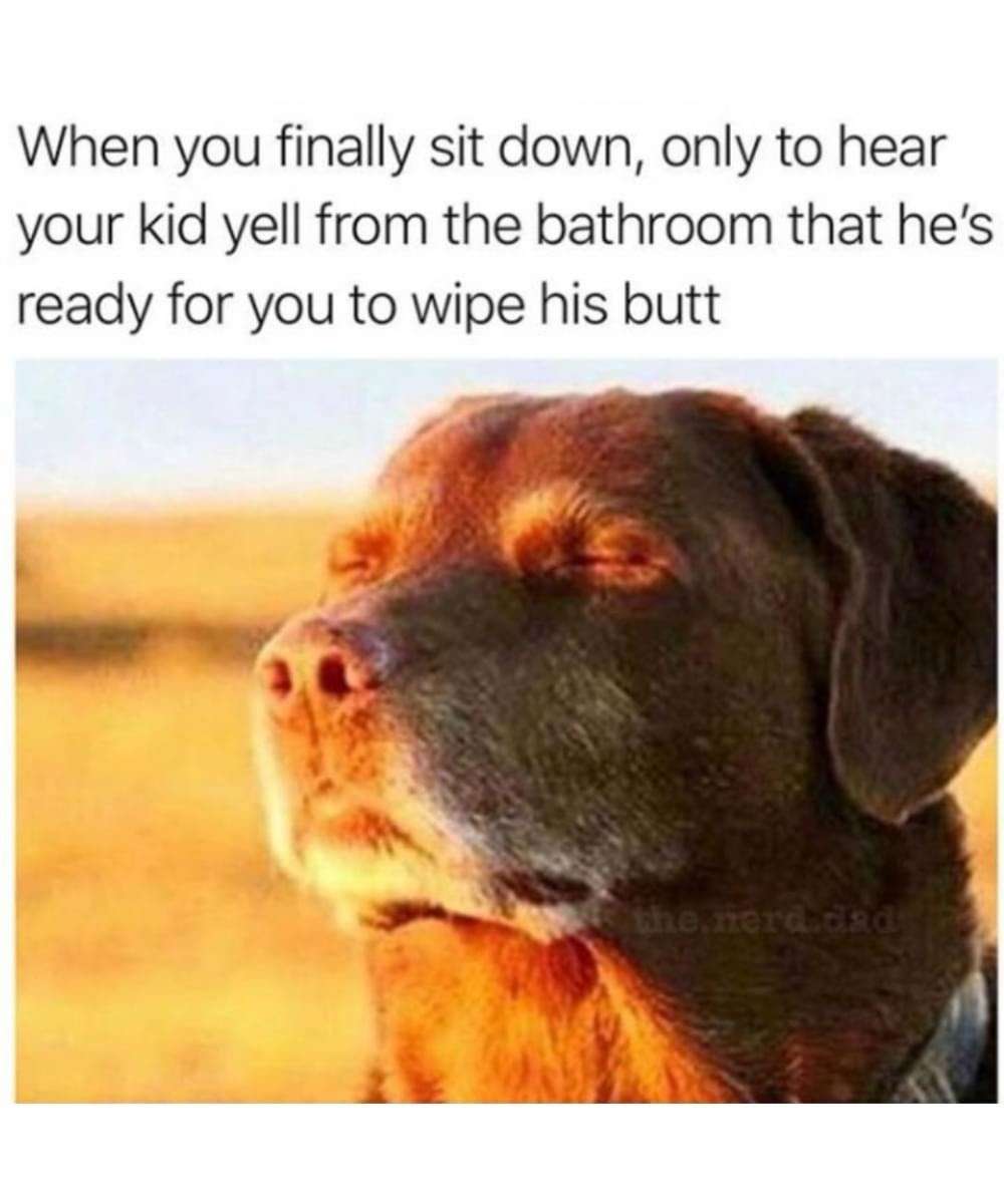 Dog accepting fate meme forced to wipe kid's butt after sitting down Dog accepting fate meme forced to wipe kid's butt after sitting down