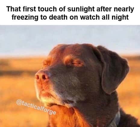 Dog accepting fate meme enjoying first sunlight after freezing all night Dog accepting fate meme enjoying first sunlight after freezing all night