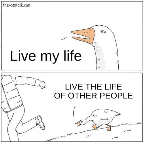 Goose chasing guy meme live the life of other people