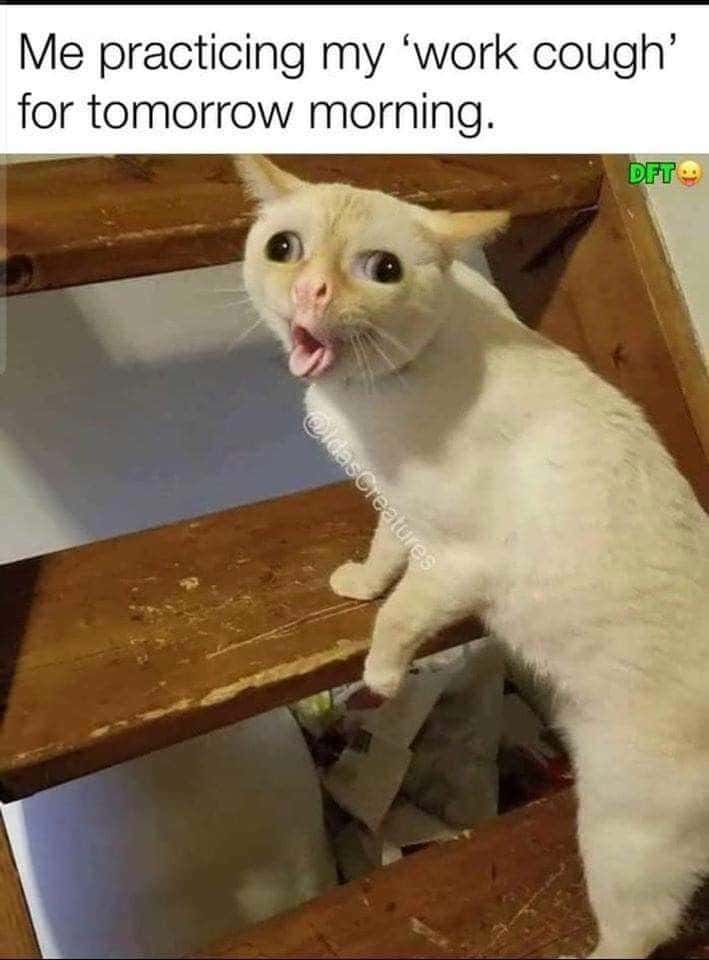 Coughing cat meme practicing work cough before work tomorrow