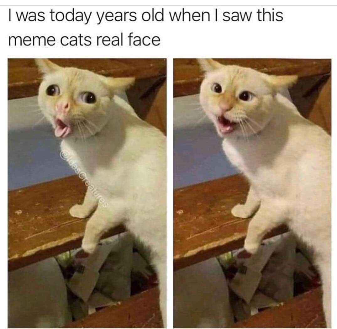 Coughing cat meme reveals real face