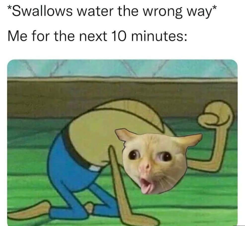 Coughing cat meme choking after swallowing water wrong