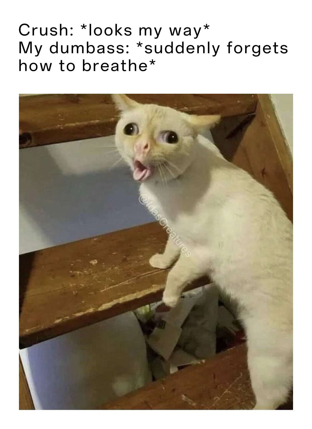Coughing cat meme forgets how to breathe when crush looks over