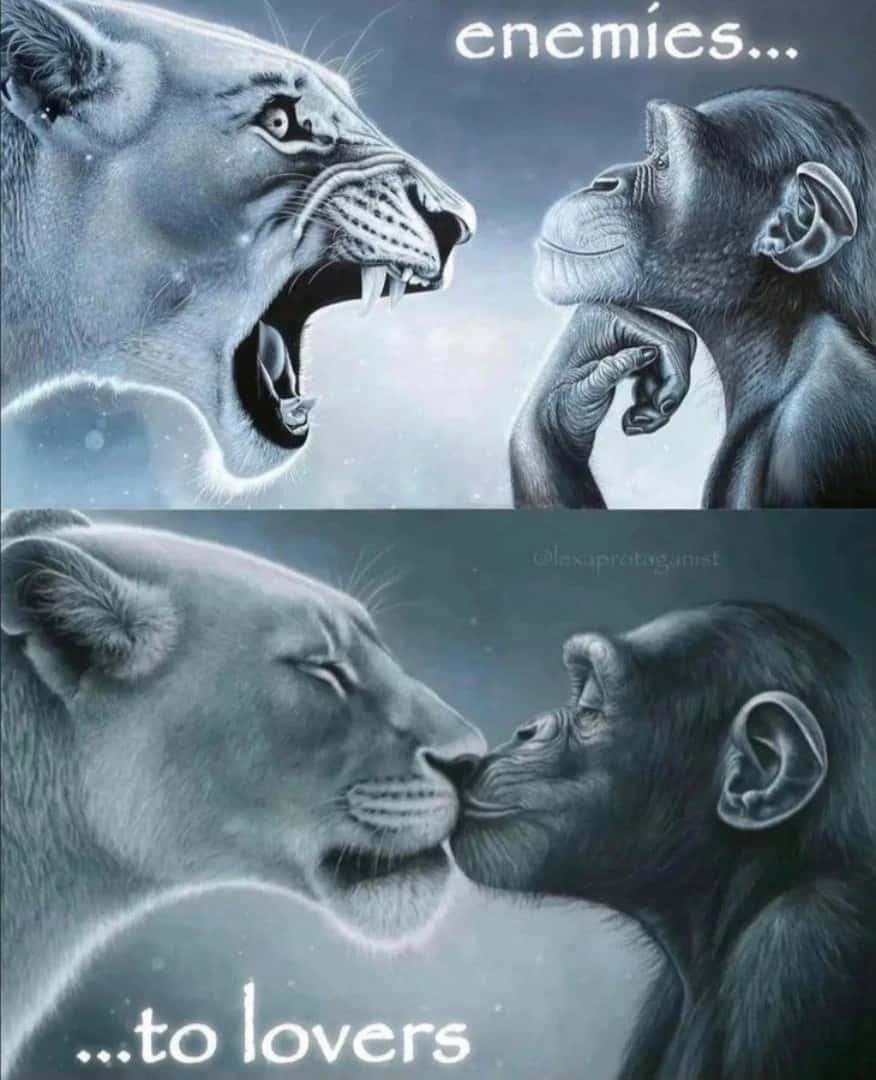 Lion yelling at monkey meme enemies to lovers