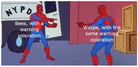 Spider-man pointing meme bees and wasps have same warning coloration