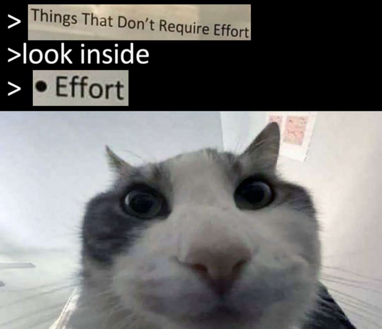 Cat looks inside meme finds effort in lazy joke