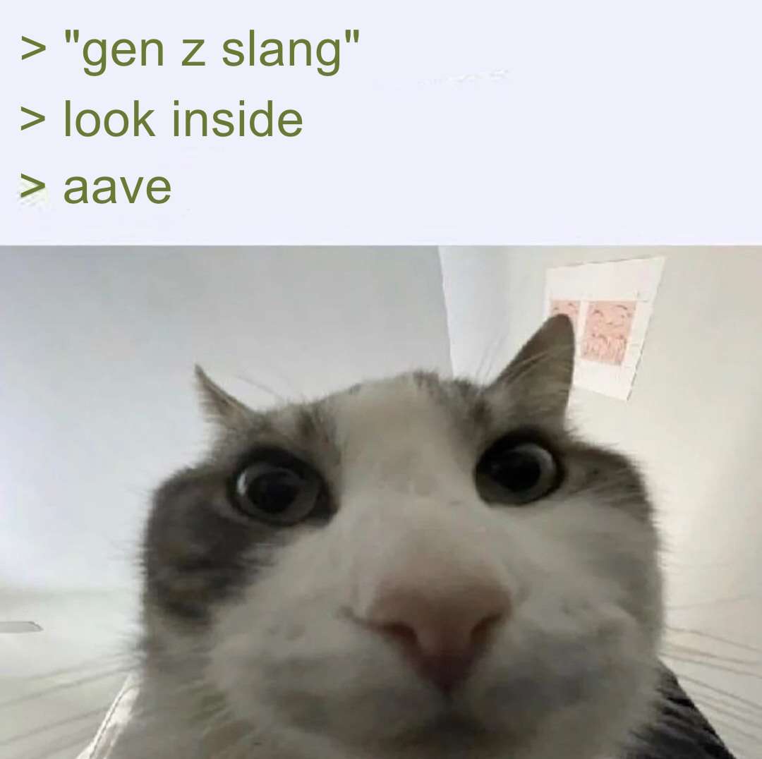 Cat looks inside meme gen z slang and aave confusion