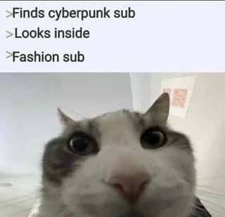 Cat looks inside meme finds cyberpunk sub is fashion