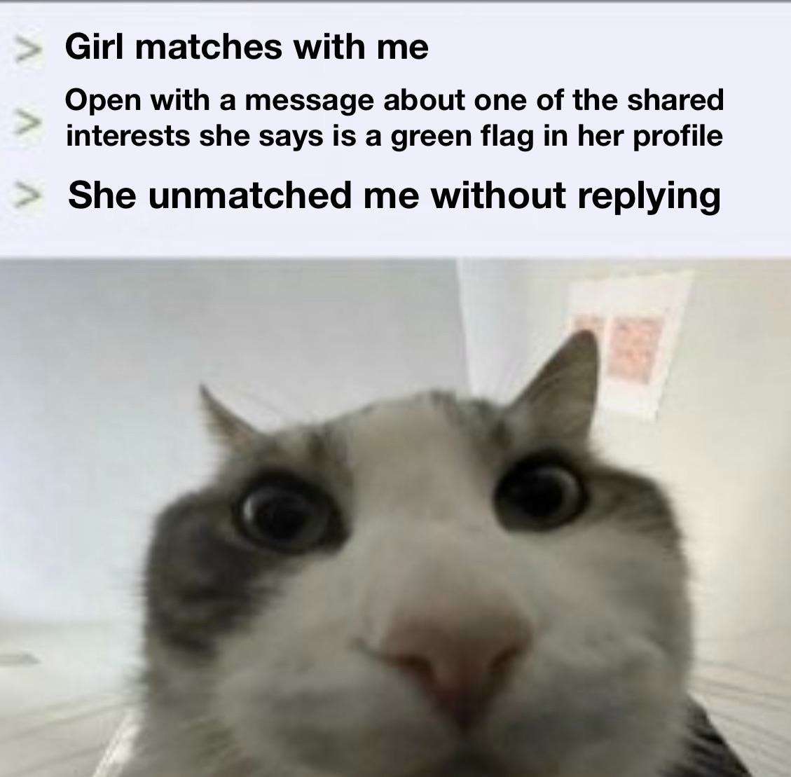 Cat looks inside meme unmatched after green flag opener