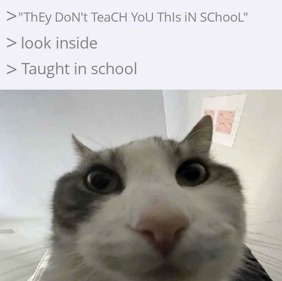 Cat looks inside meme taught in school disappointment