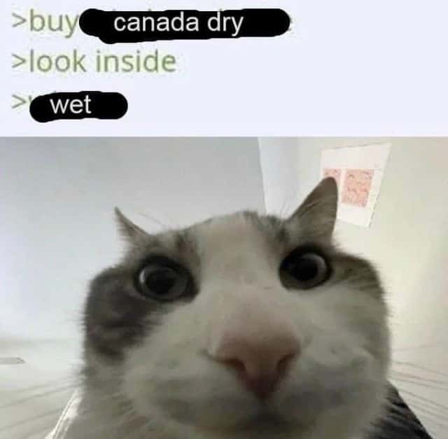 Cat looks inside meme Canada Dry is wet confusion