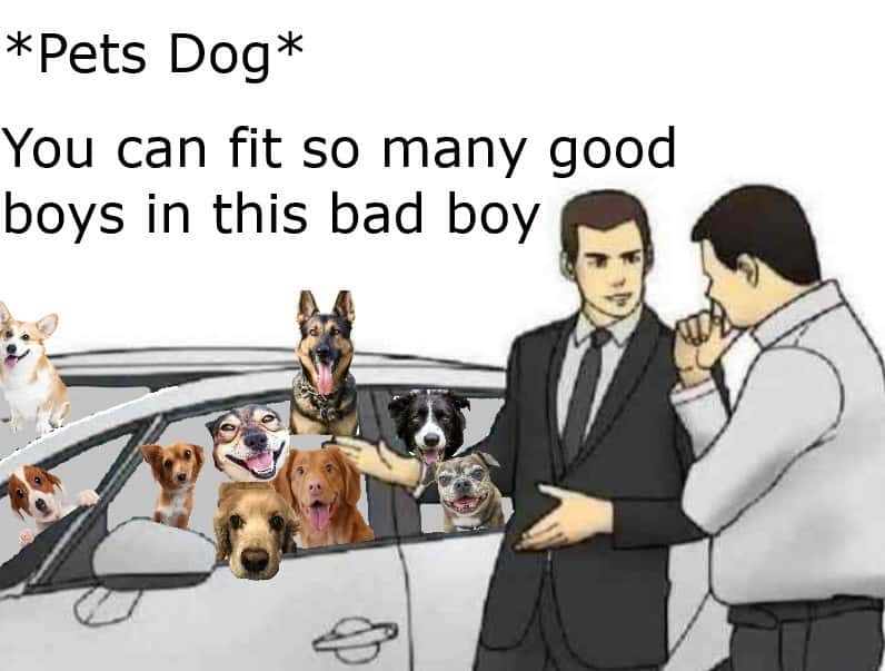 Slaps roof of car meme pets dog fits many good boys