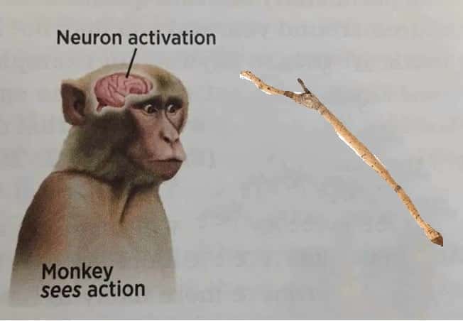 Neuron activation meme triggers when monkey sees stick action