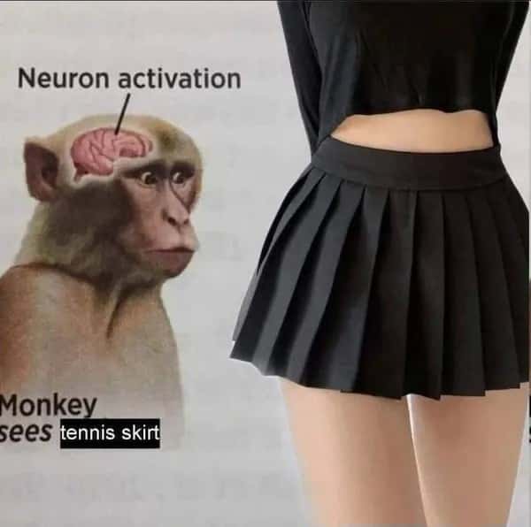 Neuron activation monkey meme seeing a tennis skirt Neuron activation monkey meme seeing a tennis skirt