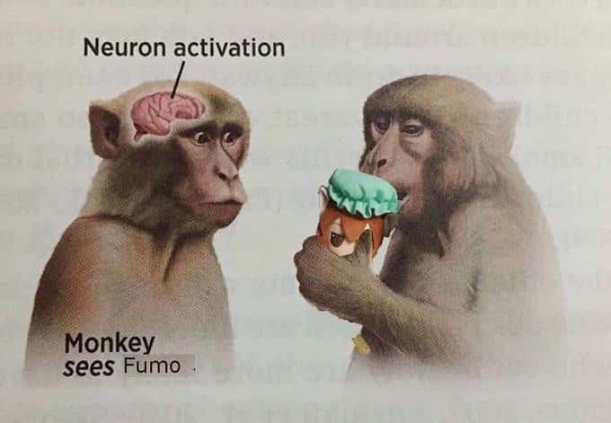 Neuron activation meme monkey sees fumo Neuron activation meme monkey sees fumo