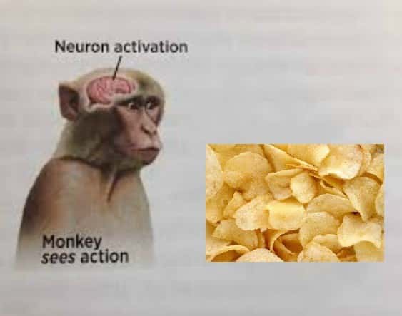Neuron activation meme sees potato chips Neuron activation meme sees potato chips