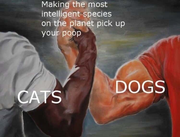 Epic handshake meme cats and dogs make humans pick up poop
