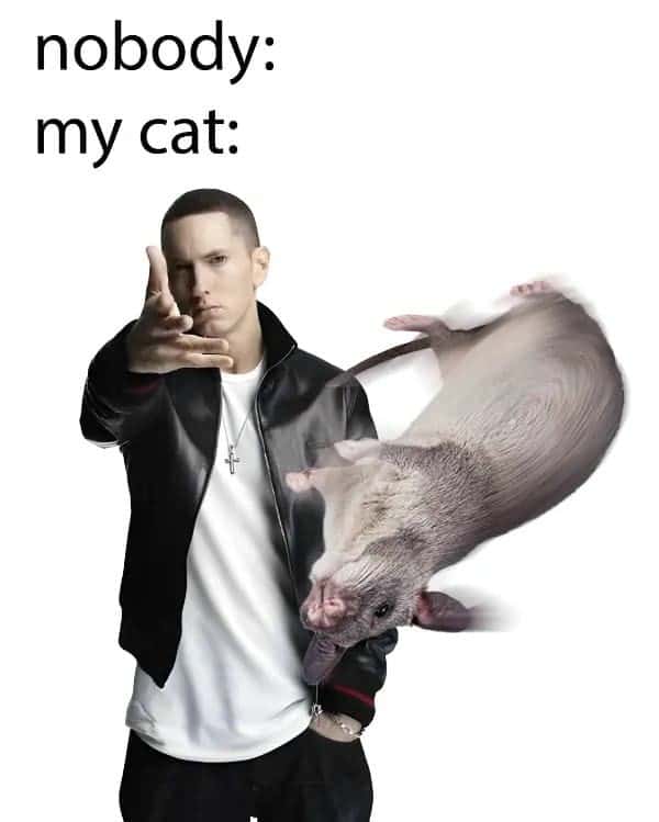 Eminem throwing meme cat throwing dead rat at owner