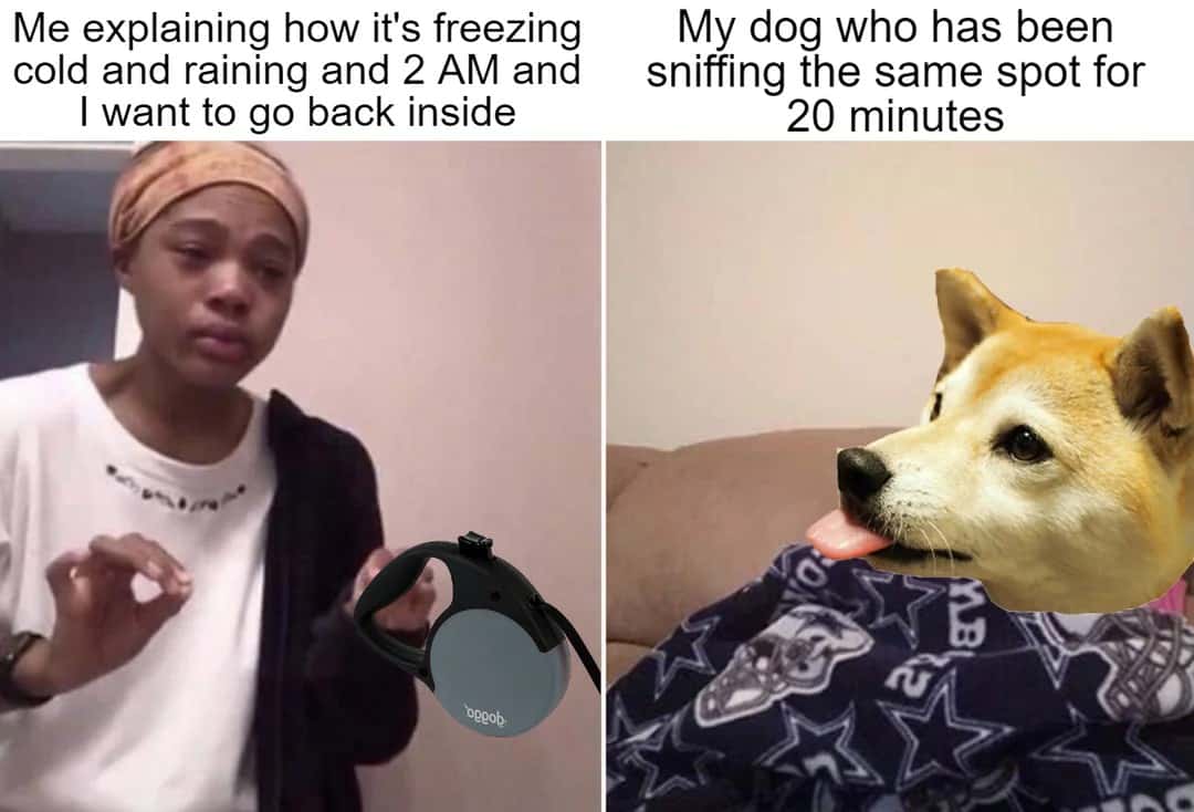 Me explaining to my mom about freezing late night dog walk meme Me explaining to my mom about freezing late night dog walk meme