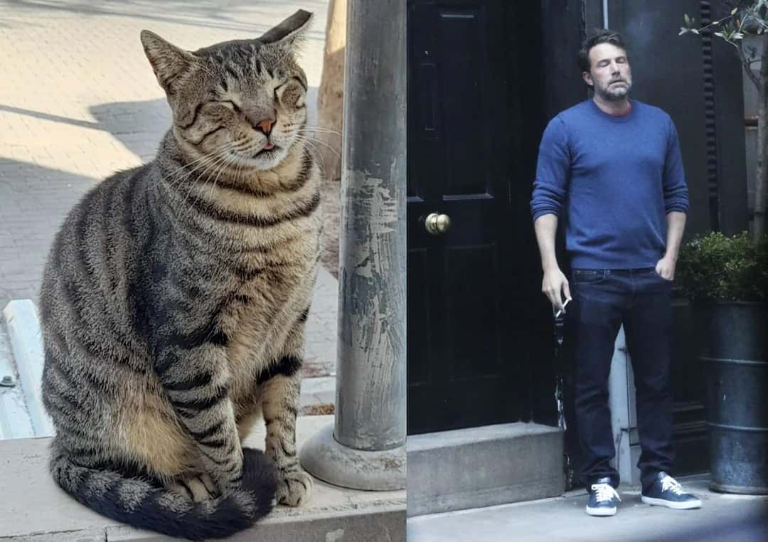Ben Affleck smoking meme sharing same dazed vibe with tabby cat Ben Affleck smoking meme sharing same dazed vibe with tabby cat
