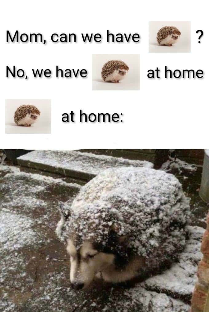 We have hedgehog at home meme snow-covered dog fail