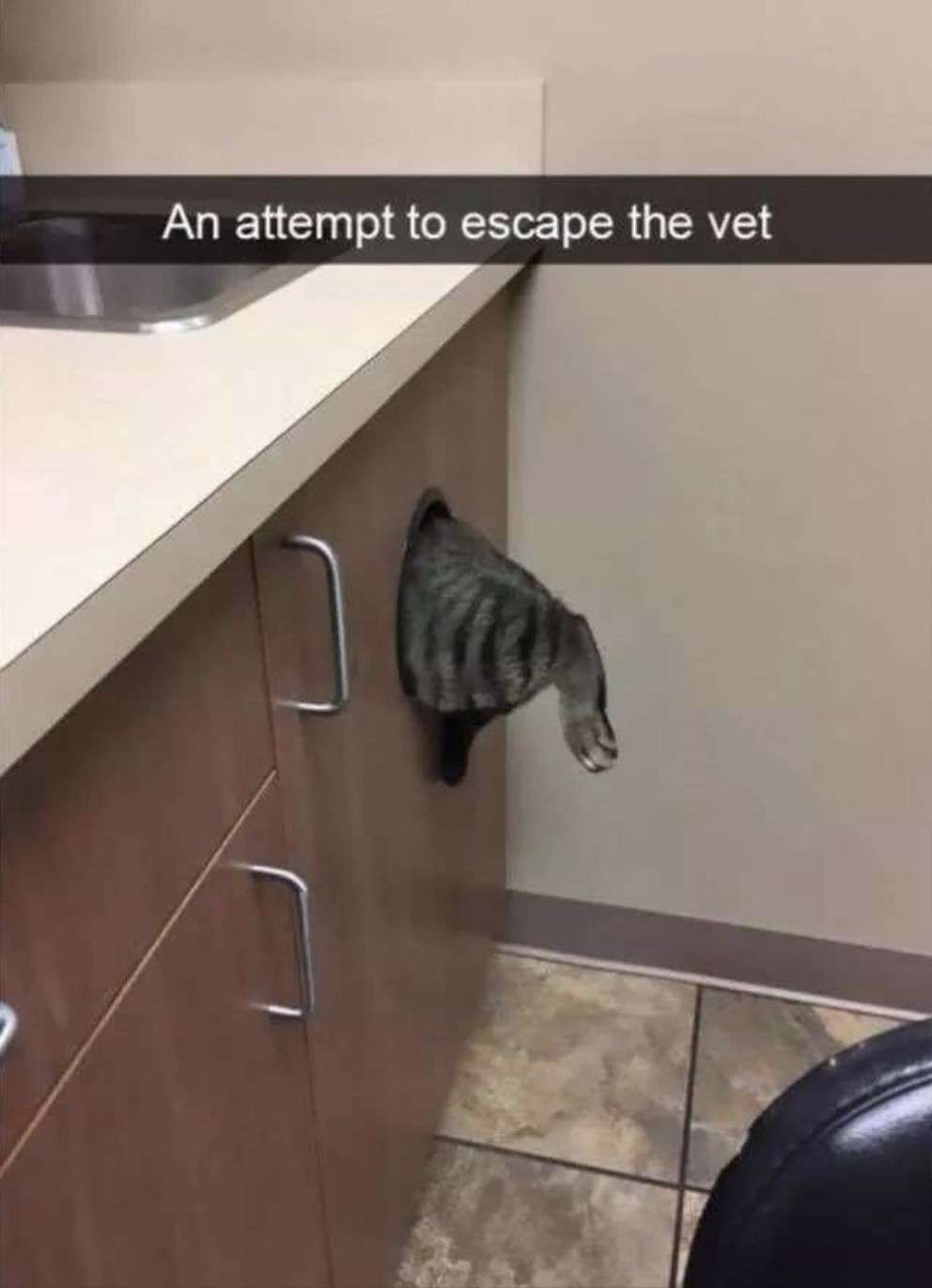 An attempt to escape the vet