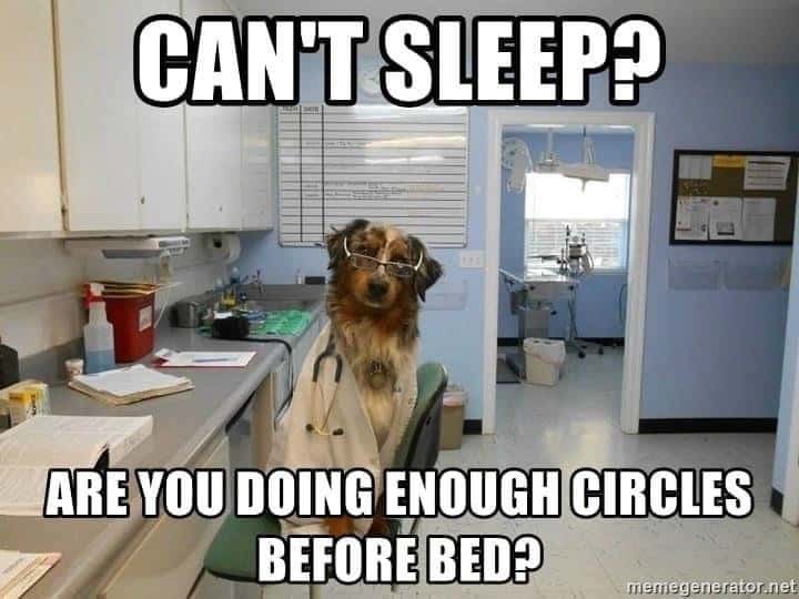 Dog Doctor Meme: Dog Doctor Asks About Circles Before Bed