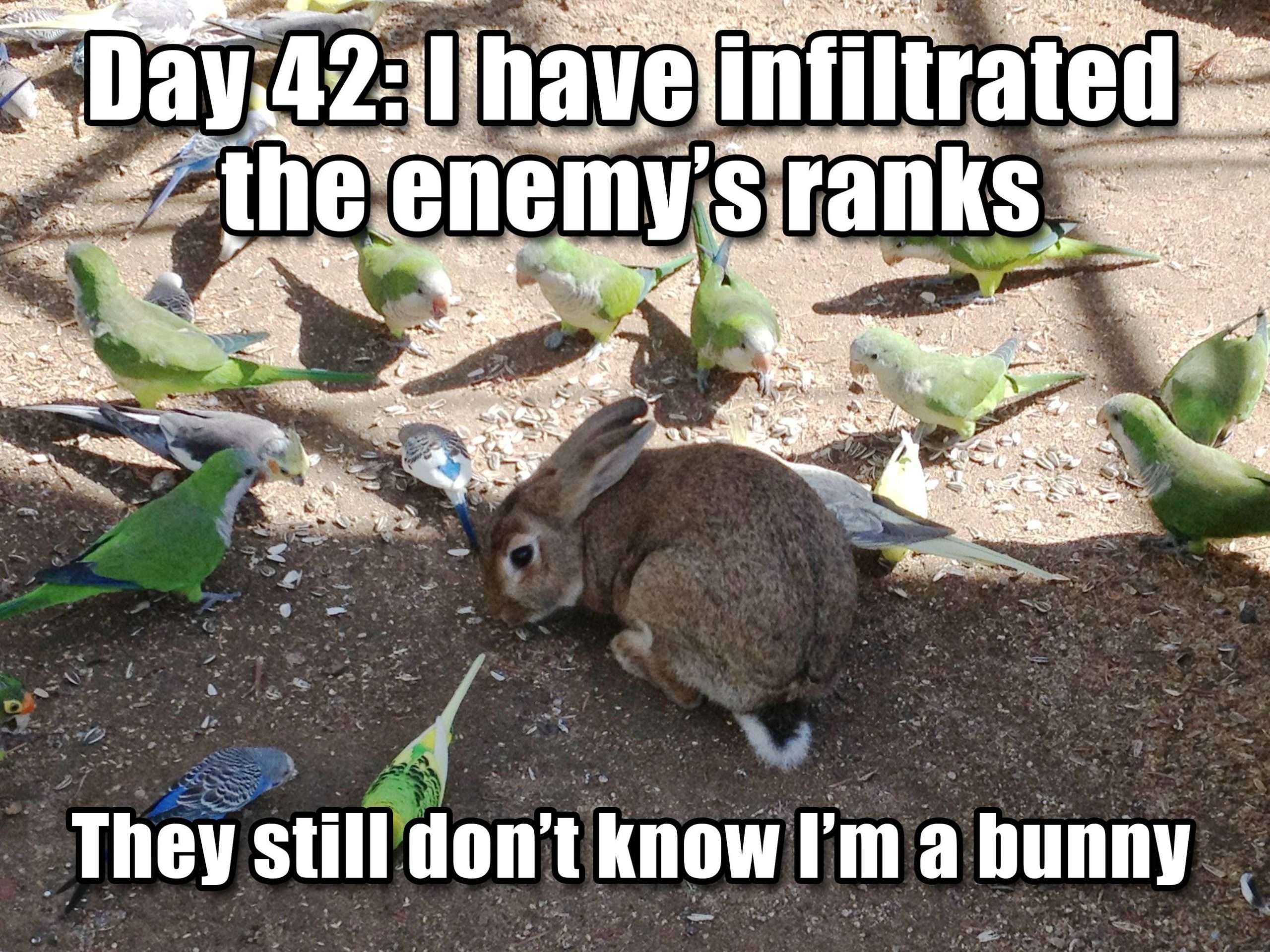 Day42:l have infiltrated the enemy's ranks They still don't know I'm a bunny