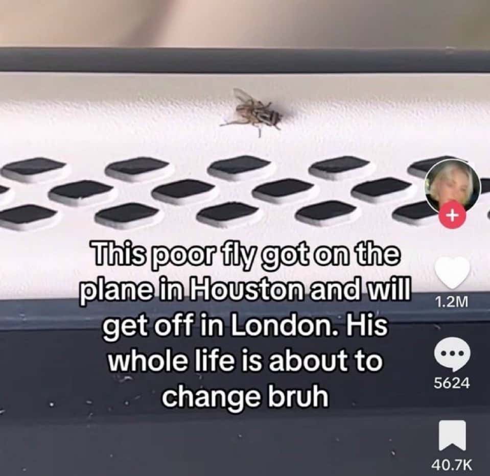 This poor fly got on the plane in Houston and will get off in London. His whole life is about to change bruh