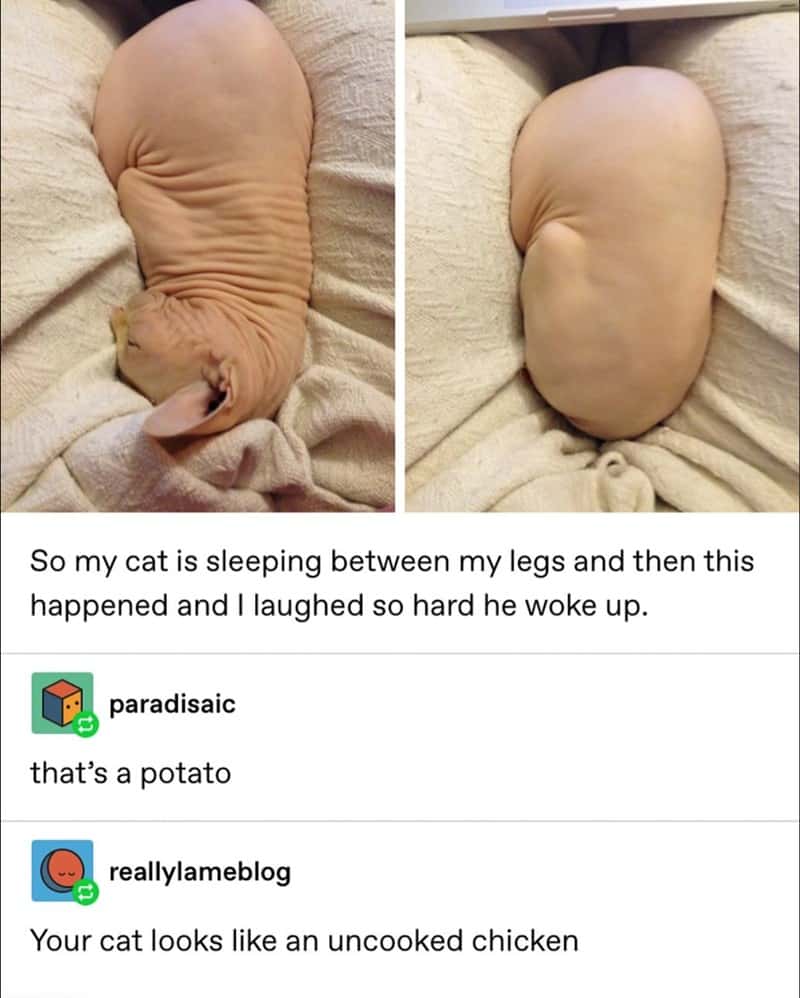 Funny Cat Meme: Sphynx Looks Like Potato Or Uncooked Chicken