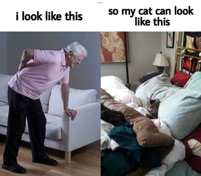 i look like this / so my cat can look like this