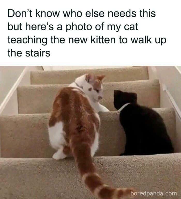 Don't know who else needs this but here's a photo of my cat teaching the new kitten to walk up the stairs