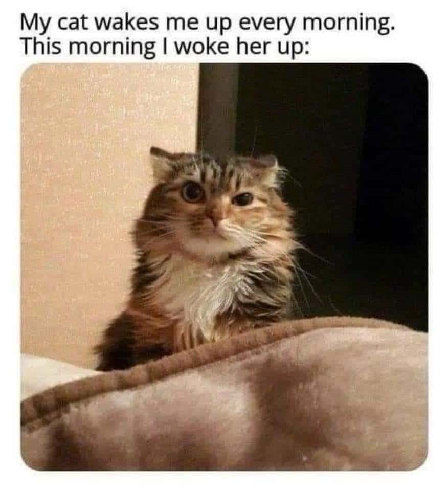 My cat wakes me up every morning. This morning I woke her up