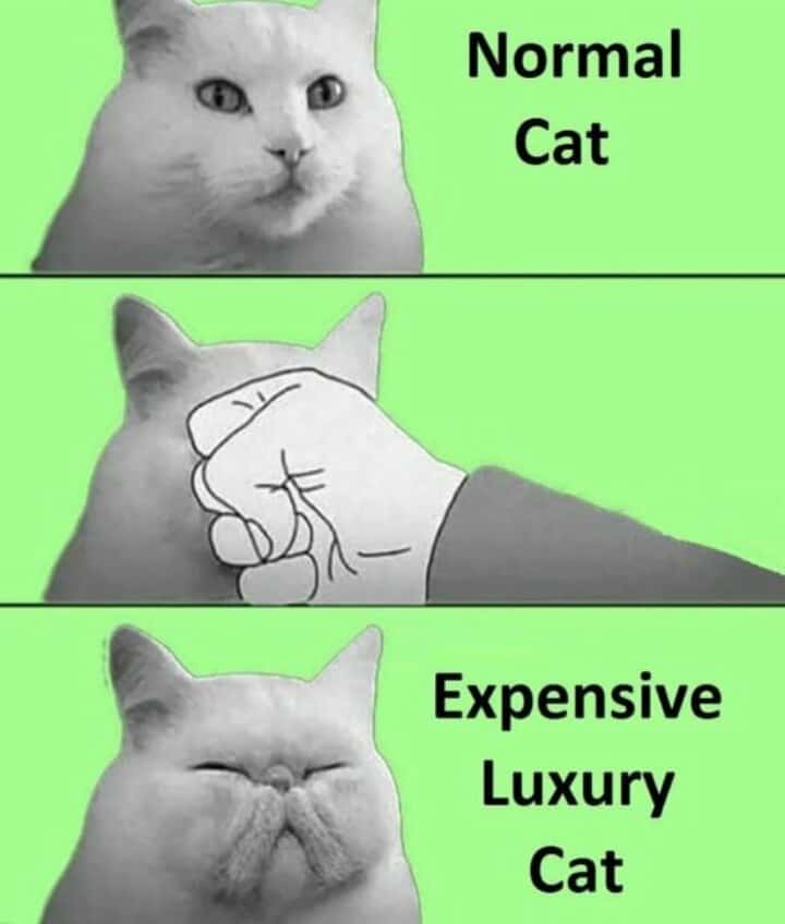 Normal Cat / Expensive Luxury Cat