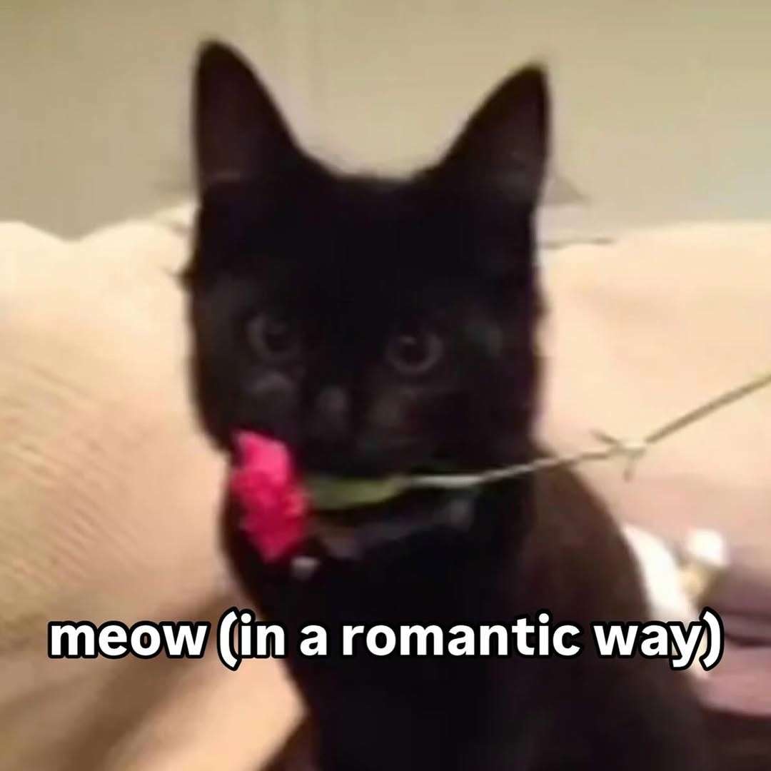 meow (in a romantic way)