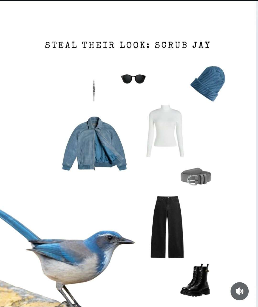 STEAL THEIR LOOK: SCRUB JAY