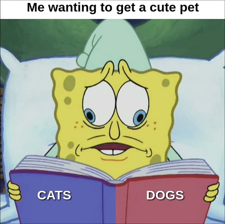 The SpongeBob Cross Eyed meme wanting a cute pet