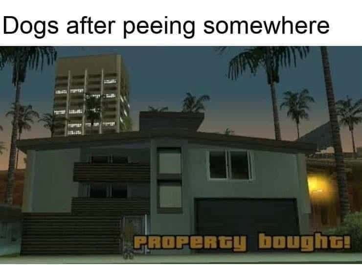 Dogs after peeing somewhere: PROPeRty bought!