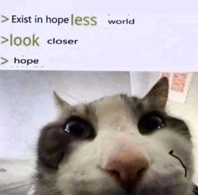 Cat looks inside meme finding hope in hopeless world