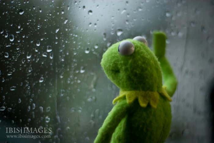 22 Kermit Window Meme Examples & Templates to Capture Your Quietest Moments